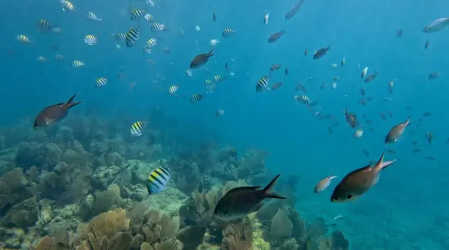 Colorful fish swimming over the coral reef off Key West